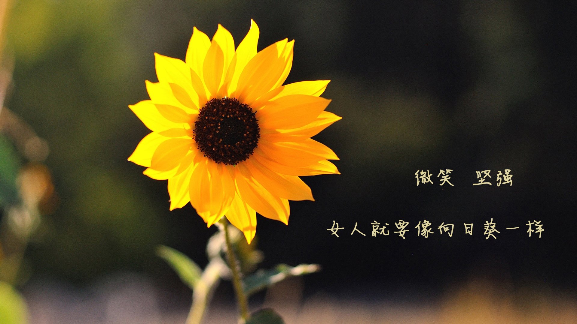 长春亚泰连续五轮不败状态火热，长春亚泰阵容